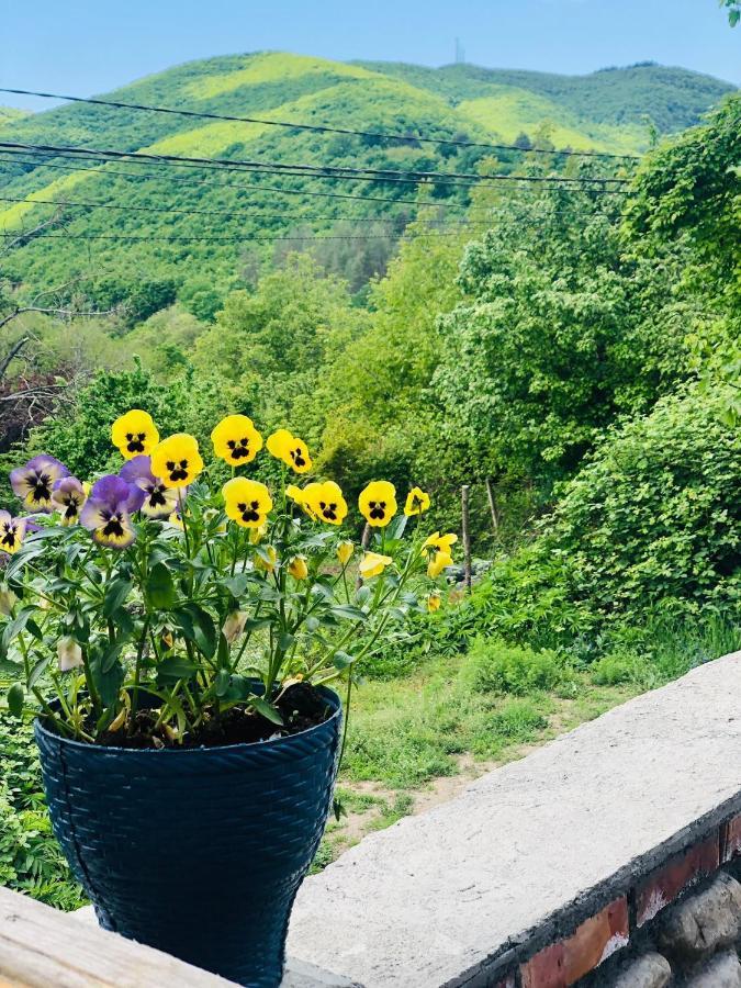 Guest House Babaka Sighnaghi Exterior photo